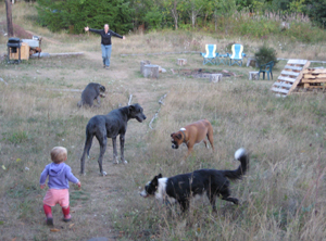 Dogs on the property