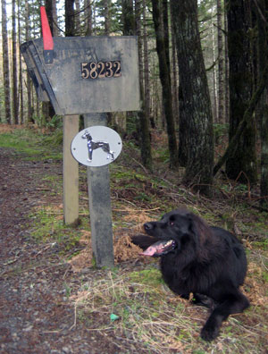 58232 NW Strassel Rd - Dog Boarding